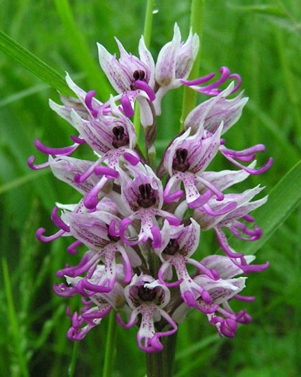 Orchis simia